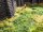NOCH ( 07280 ) Wildgras-Foliage, hellgrün G,0,H0,TT,N,Z