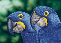 DIAMOND DOTZ® DD9.023 Blue Hyacinth Macaws