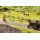 NOCH 60773 Vegetations-Startset „Am Wegesrand