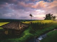 Ravensburger 16991 Reisfelder im Norden von Bali 500 Teile