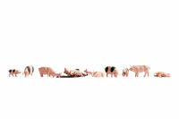 NOCH ( 15712 ) Schweine H0