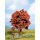 NOCH ( 21730 ) Rotbuche H0,TT,N