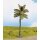 NOCH ( 21971 ) Palme, 15 cm hoch 0,H0,TT